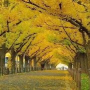 turkey_mobarek