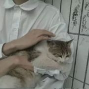 bogejingpin_2